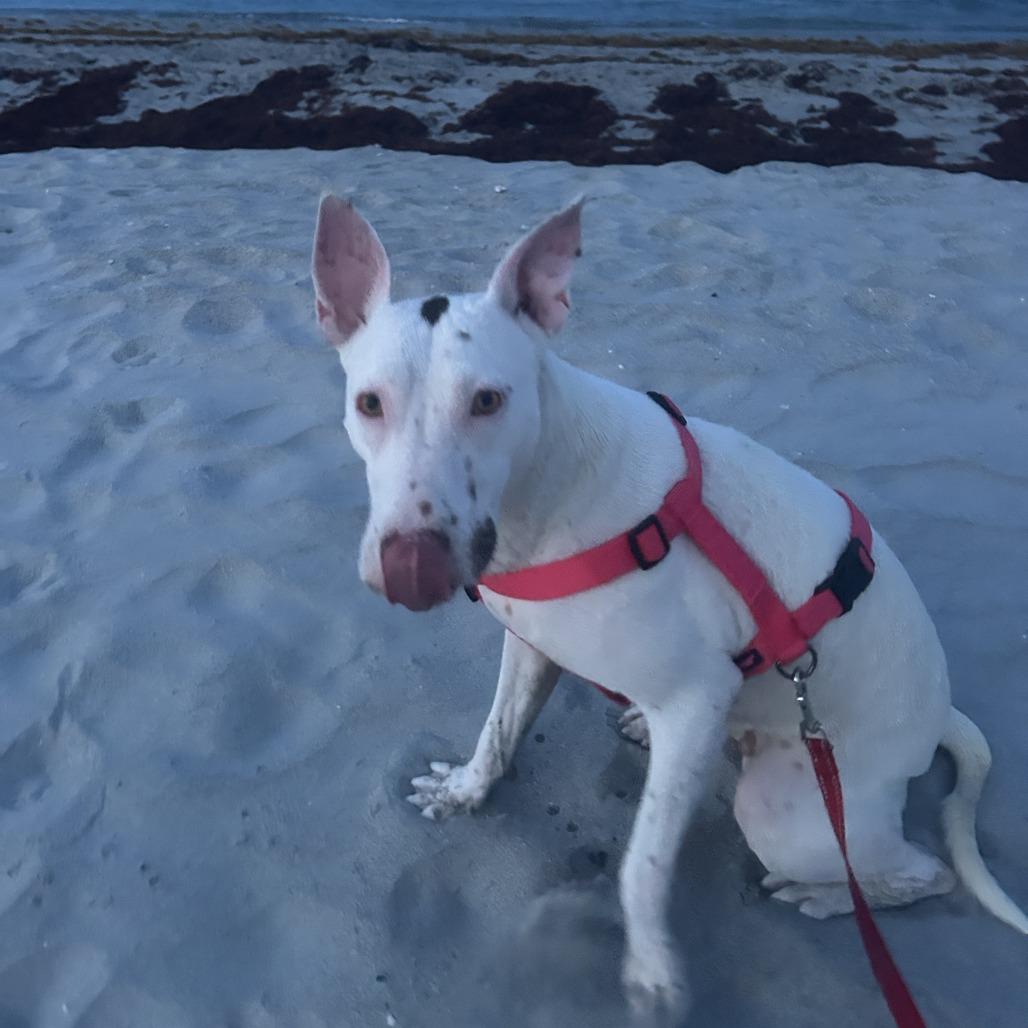 Enlarge Wanda, a Adoptable Mixed Breed in West Palm Beach, FL image 5/6