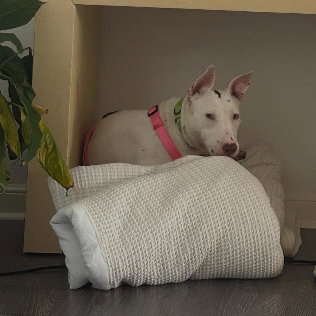 Enlarge Wanda, a Adoptable Mixed Breed in West Palm Beach, FL image 6/6