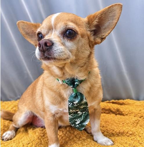 Enlarge Chef Boyardee, a Adopted mixed breed in Traverse City, MI image 4/6