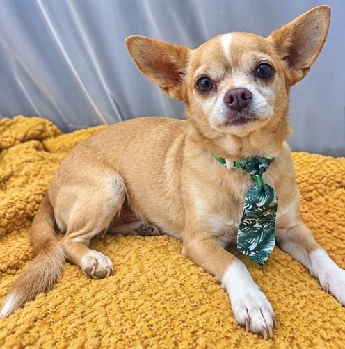 Enlarge Chef Boyardee, a Adopted mixed breed in Traverse City, MI image 2/6