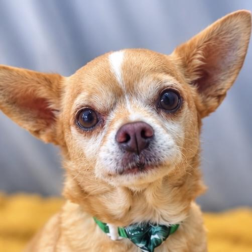 Enlarge Chef Boyardee, a Adopted mixed breed in Traverse City, MI image 5/6