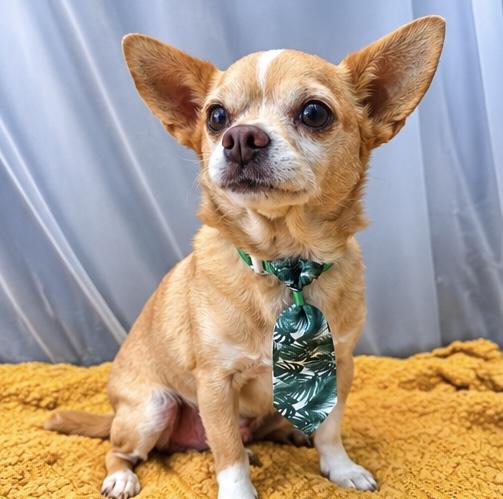 Enlarge Chef Boyardee, a Adopted mixed breed in Traverse City, MI image 6/6