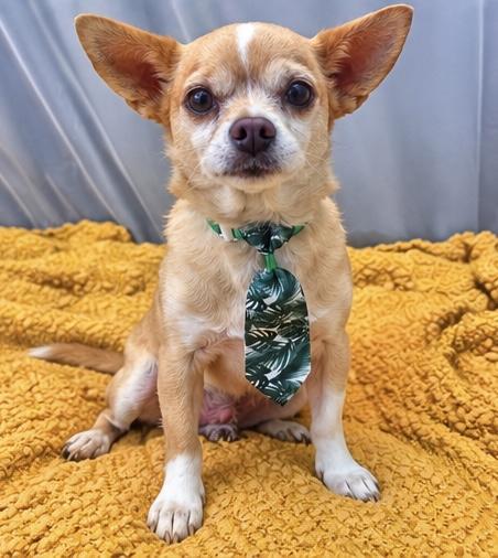 Chef Boyardee, Adopted, Senior Male Chihuahua.
