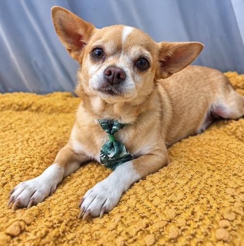 Enlarge Chef Boyardee, a Adopted mixed breed in Traverse City, MI image 3/6