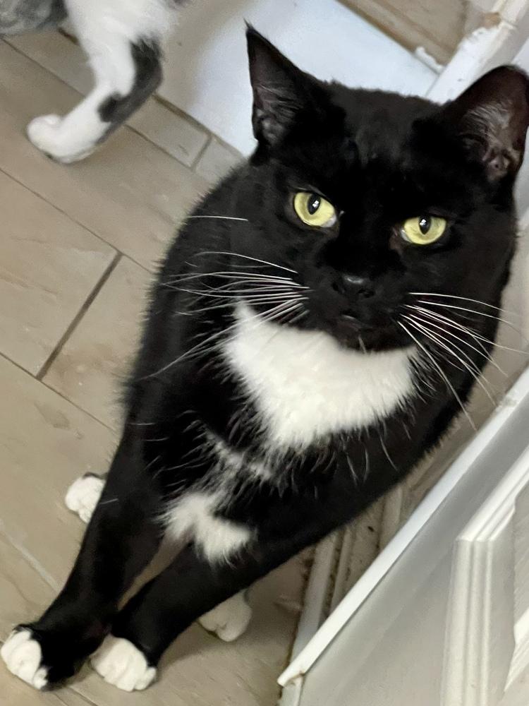 Enlarge Sunshine, a Adoptable Domestic Short Hair in Chicago, IL image 1/3