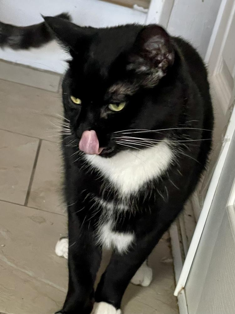 Enlarge Sunshine, a Adoptable Domestic Short Hair in Chicago, IL image 3/3