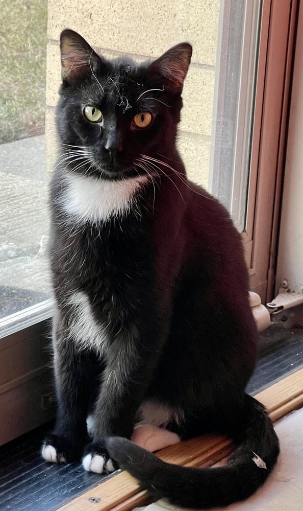 Enlarge Sunshine, a Adoptable Domestic Short Hair in Chicago, IL image 6/6