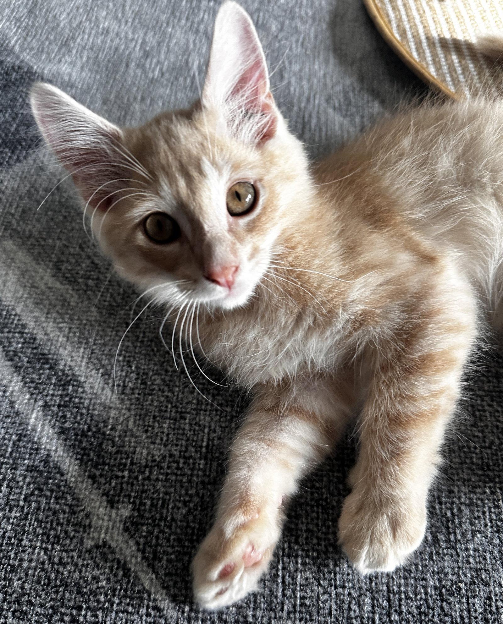 Hudson, a Adopted mixed breed in Fort Myers, FL image 3/3