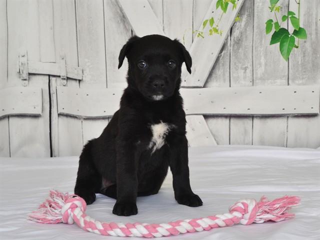 Enlarge BRITT, a Adoptable mixed breed in Oroville, CA image 1/1