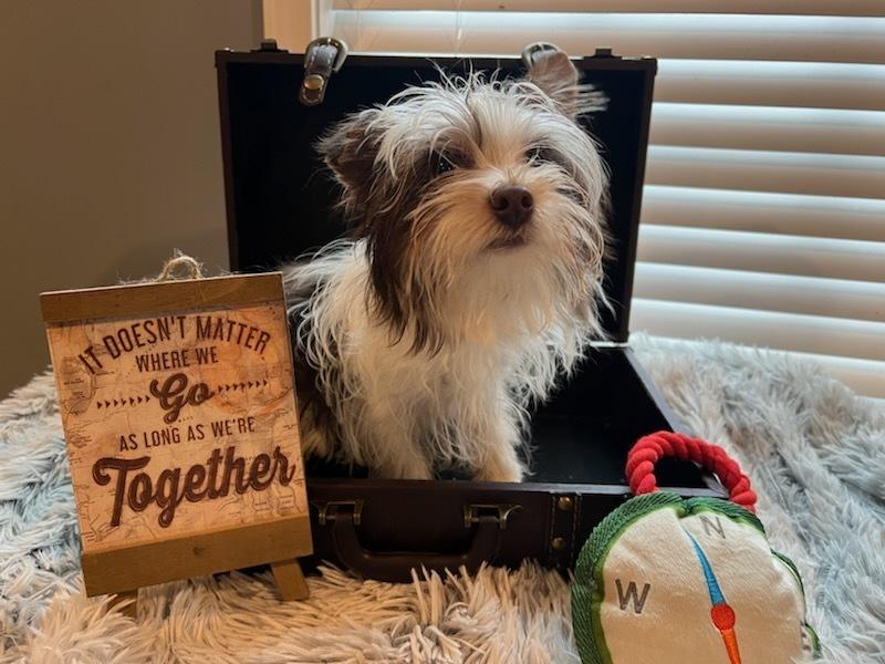 SNICKERS, Adoptable, Young Male Yorkshire Terrier.