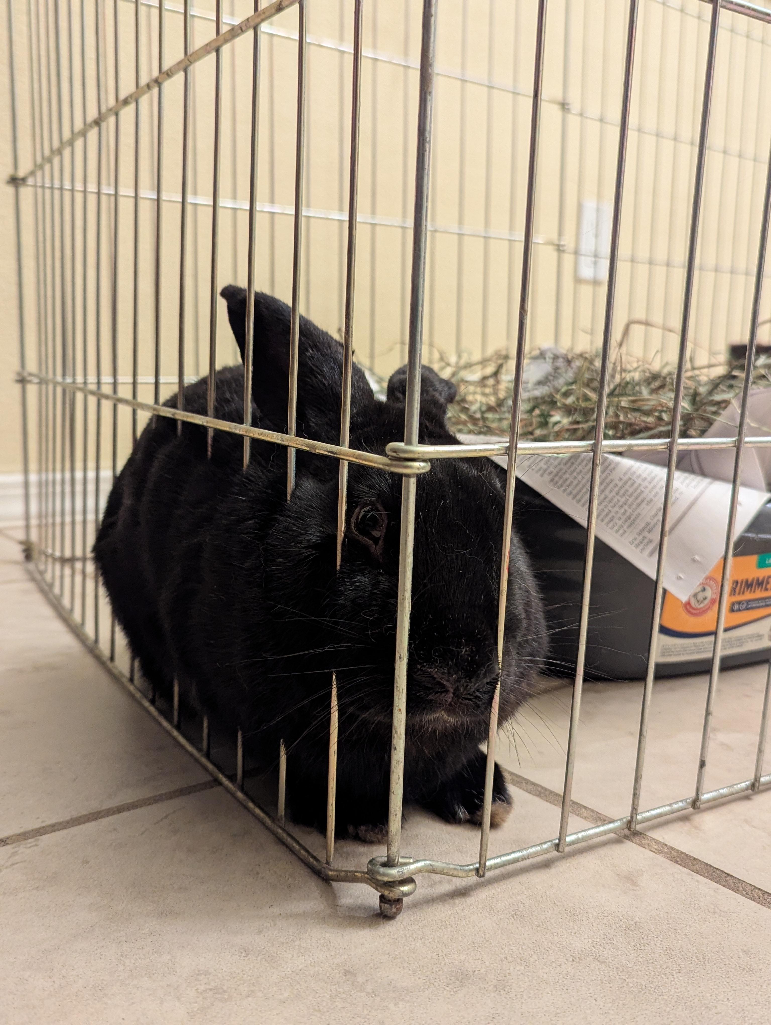 Coming Soon - Slick Rick, Adoptable, Adult Male Bunny Rabbit.