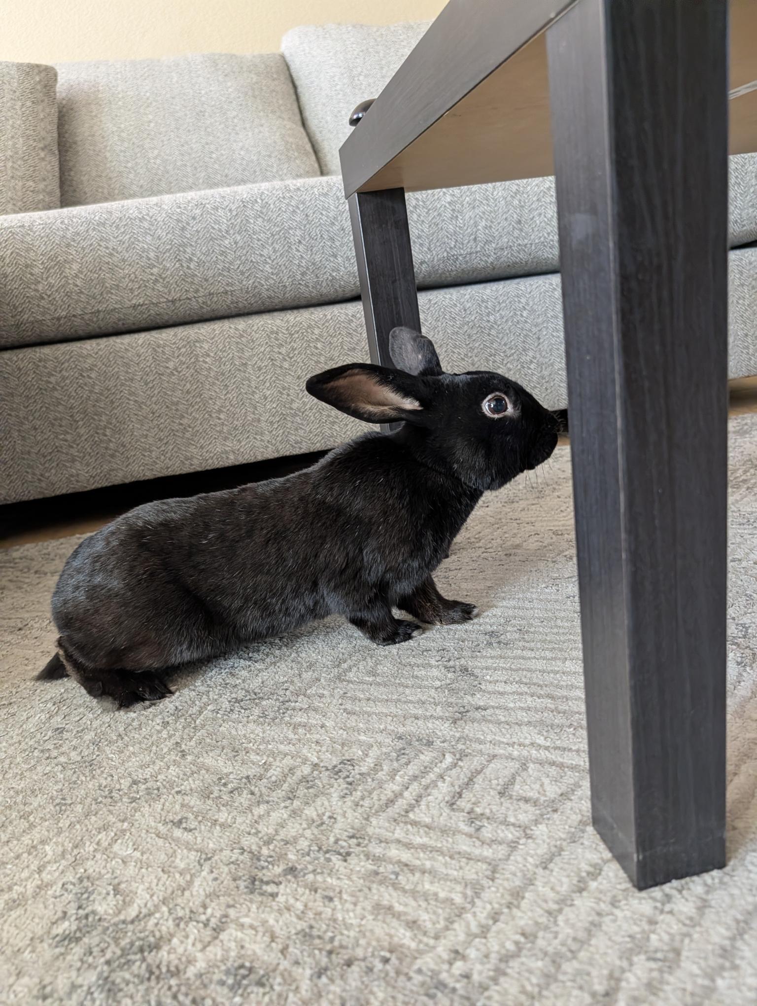 Enlarge Slick Rick, an adopted Bunny Rabbit in Albuquerque, NM image 1/4