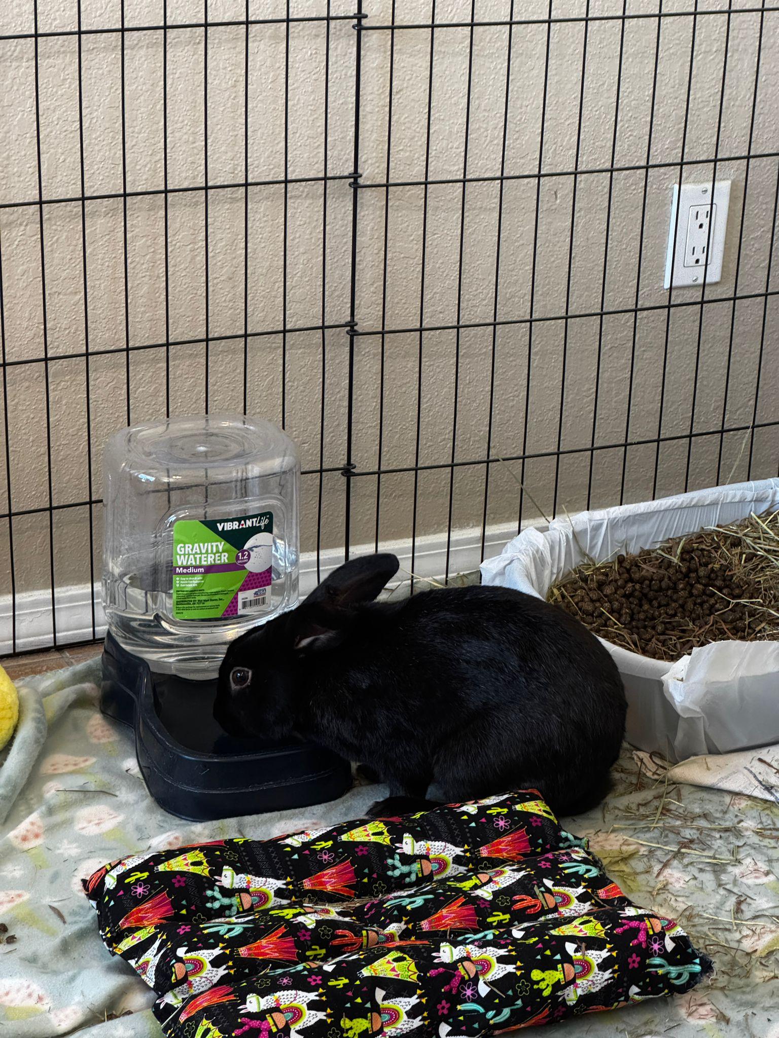 Enlarge Slick Rick, an adopted Bunny Rabbit in Albuquerque, NM image 2/4