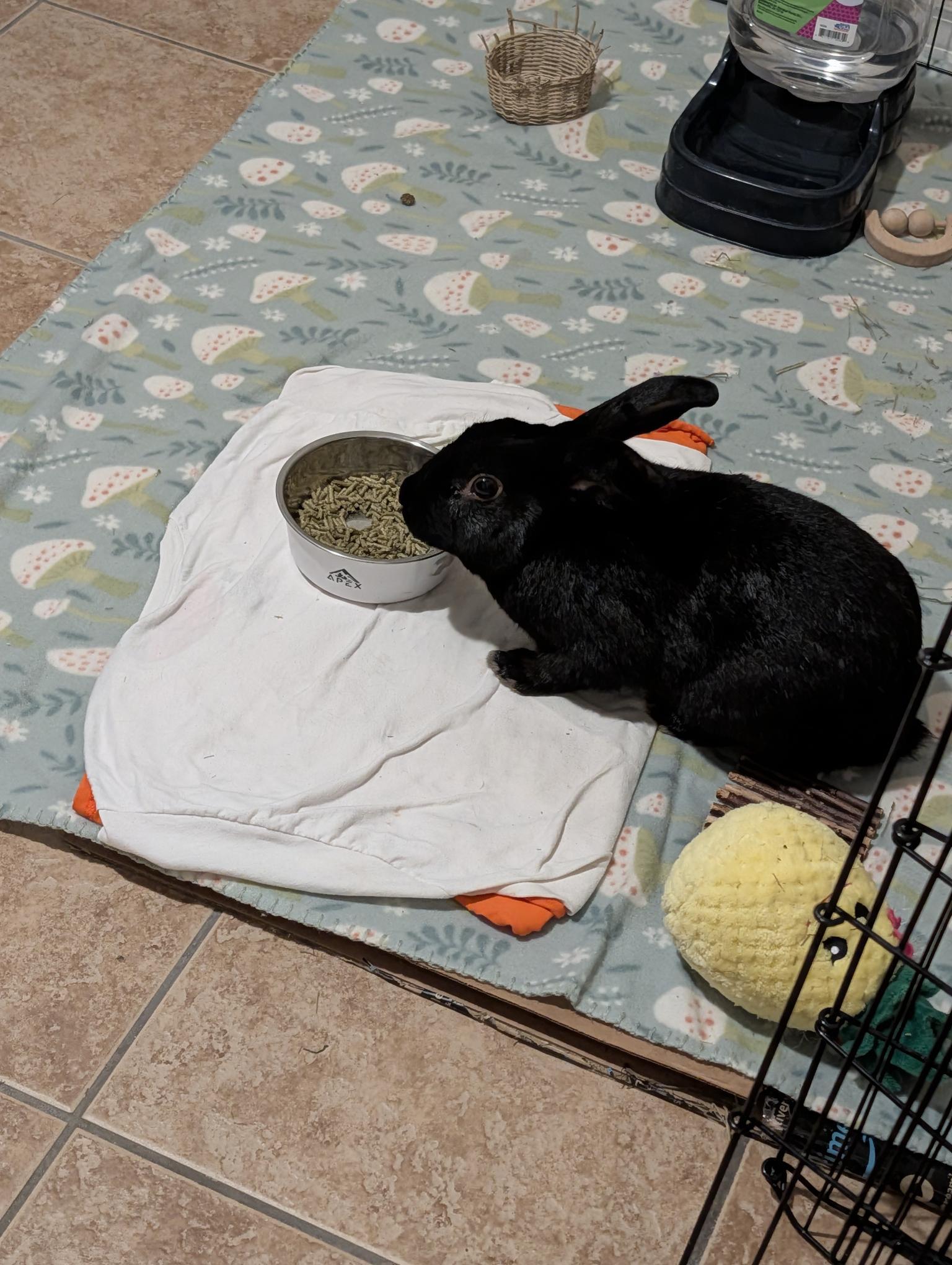 Enlarge Slick Rick, an adopted Bunny Rabbit in Albuquerque, NM image 3/4
