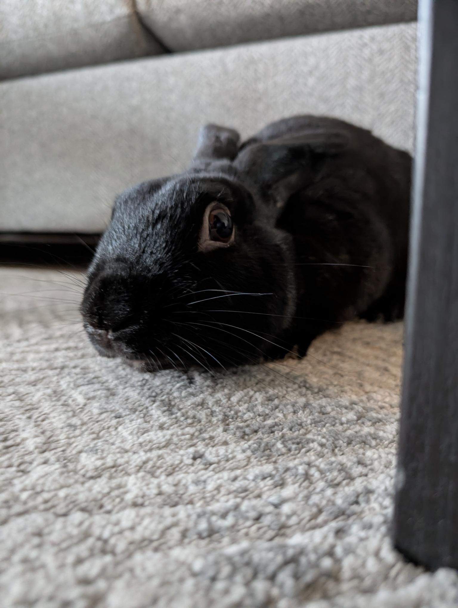 Enlarge Slick Rick, an adopted Bunny Rabbit in Albuquerque, NM image 4/4