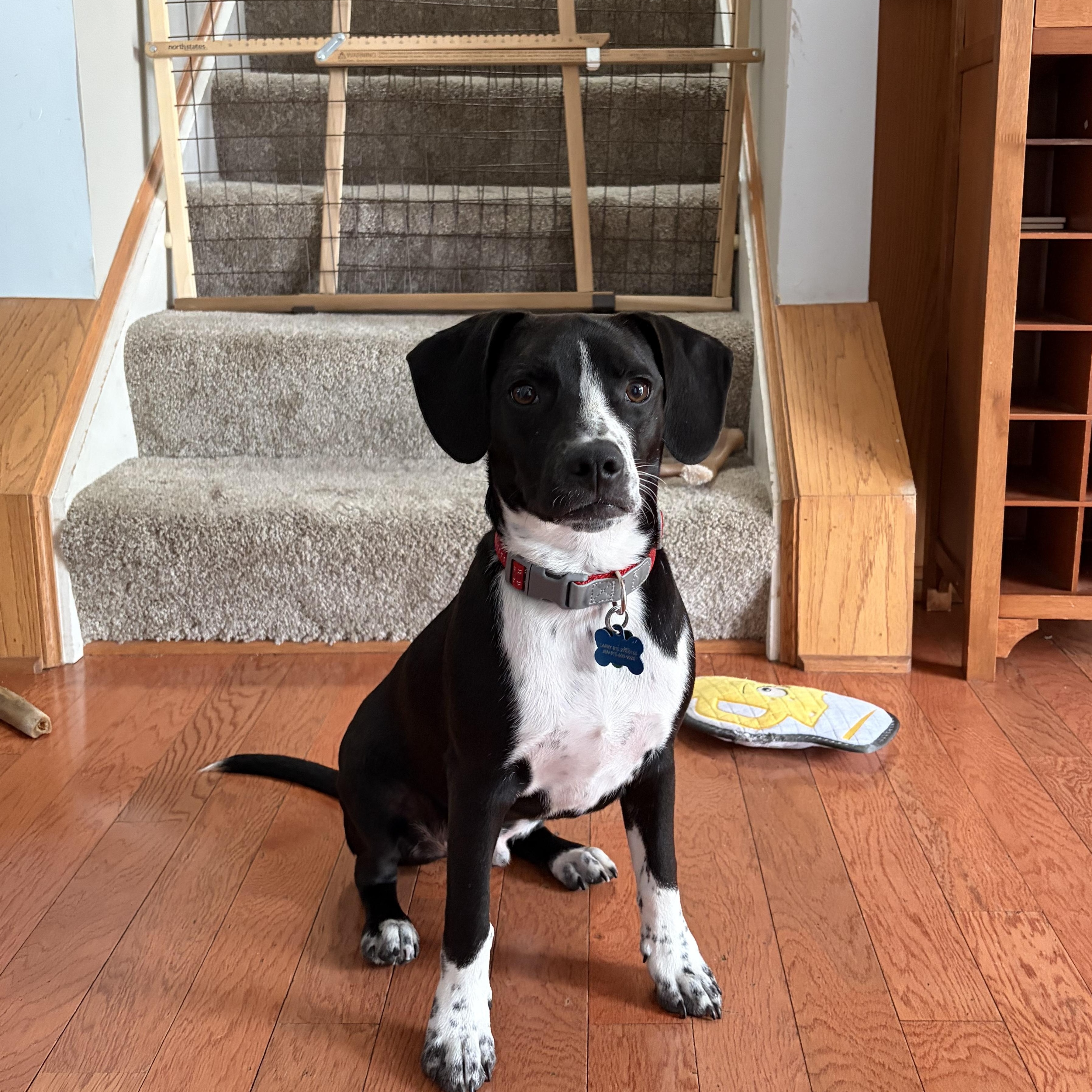 Enlarge Popper, an adoptable Mixed Breed in Lemont, IL image 1/6
