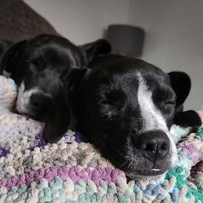 Enlarge Popper, an adoptable Mixed Breed in Lemont, IL image 6/6