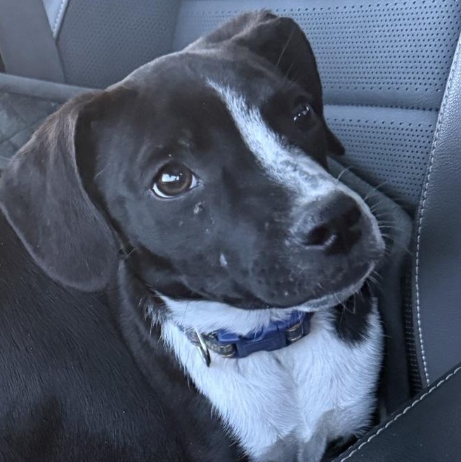 Enlarge Popper, an adoptable Mixed Breed in Lemont, IL image 4/6