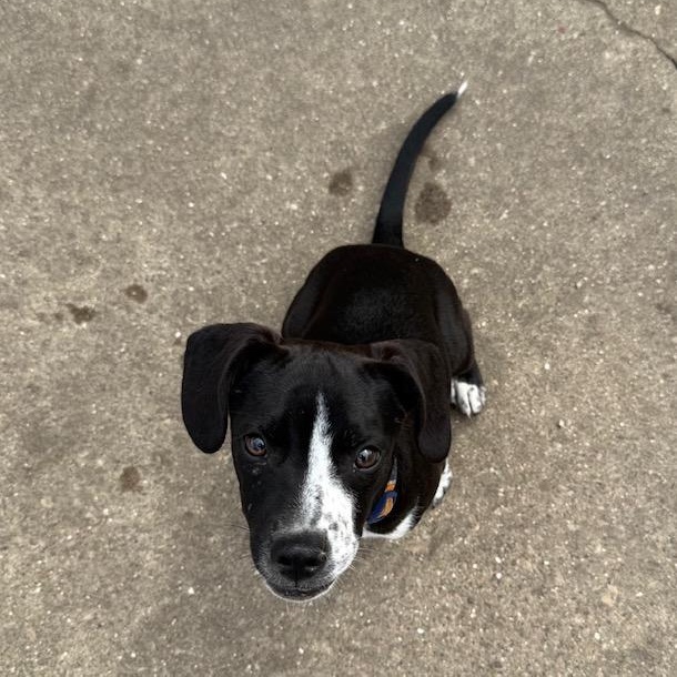 Enlarge Popper, an adoptable Mixed Breed in Lemont, IL image 3/6