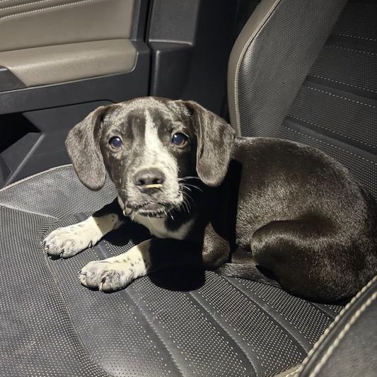 Enlarge Popper, an adoptable Mixed Breed in Lemont, IL image 5/6