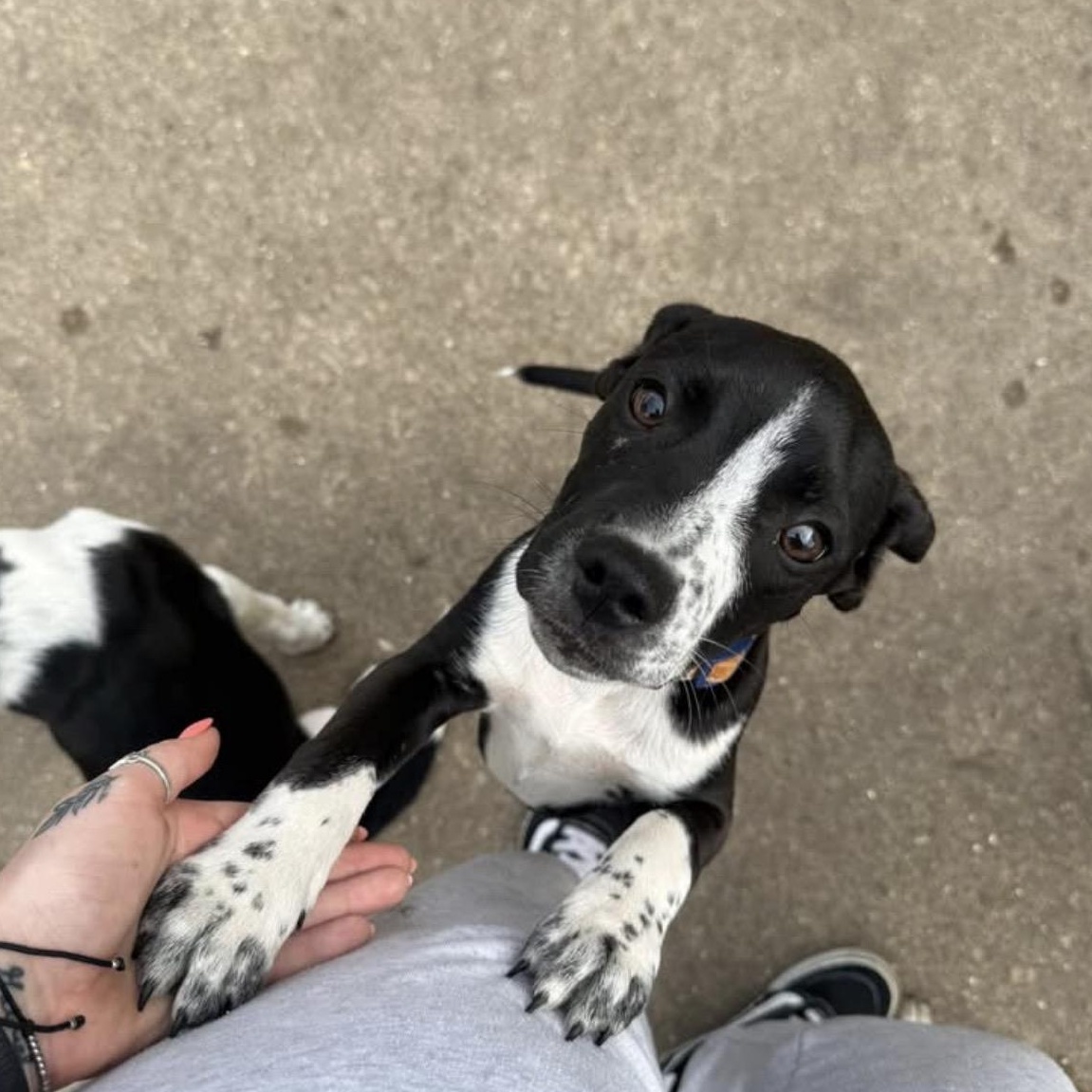 Enlarge Popper, an adoptable Mixed Breed in Lemont, IL image 2/6
