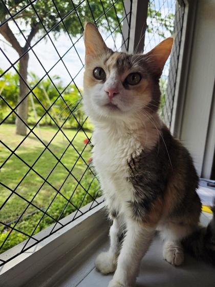 Lizzie, Adoptable, Adult Female Domestic Short Hair & Domestic Short Hair.