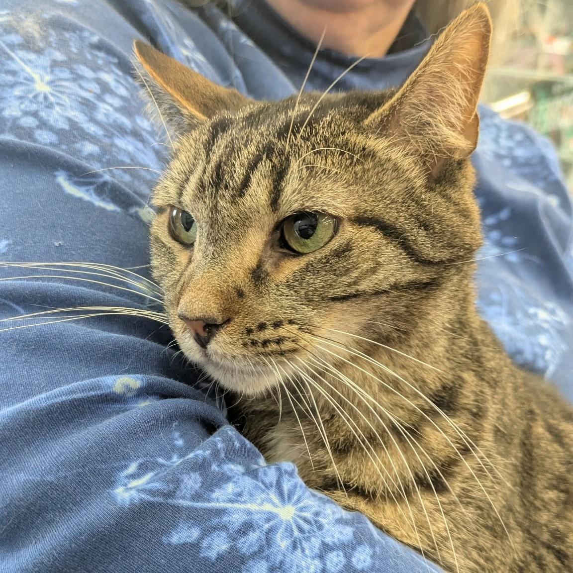 Enlarge Noe, a Adoptable Tabby in Fairborn, OH image 2/6