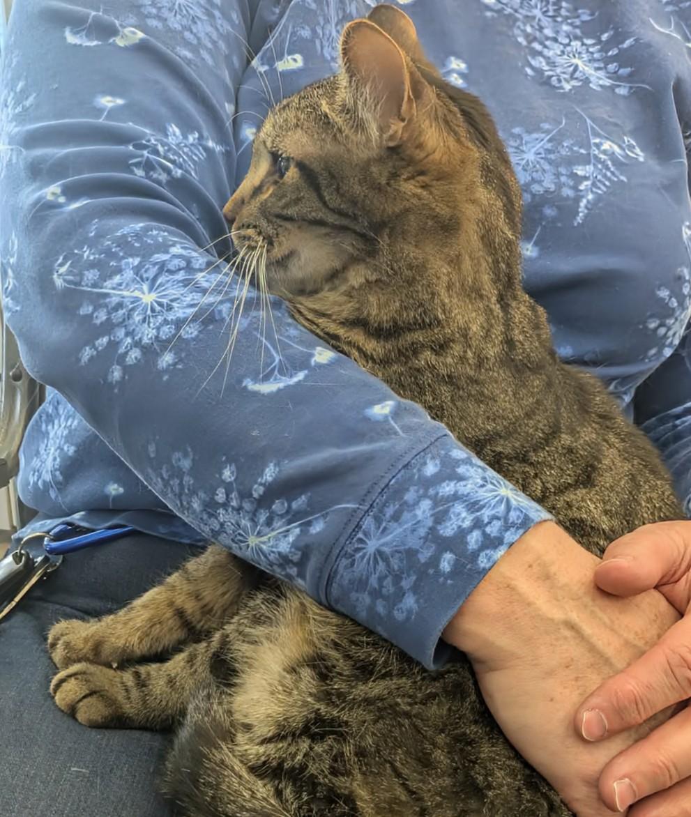 Noe, Adoptable, Adult Male Tabby.