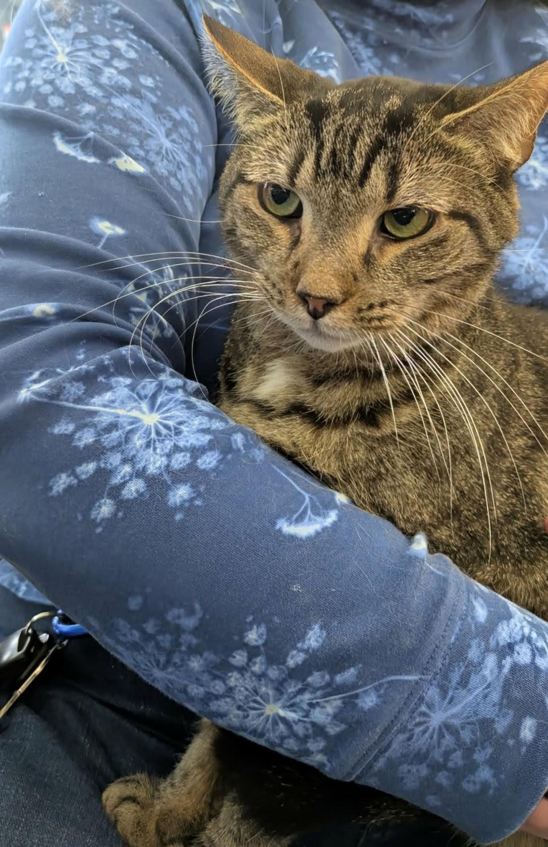Enlarge Noe, a Adoptable Tabby in Fairborn, OH image 6/6