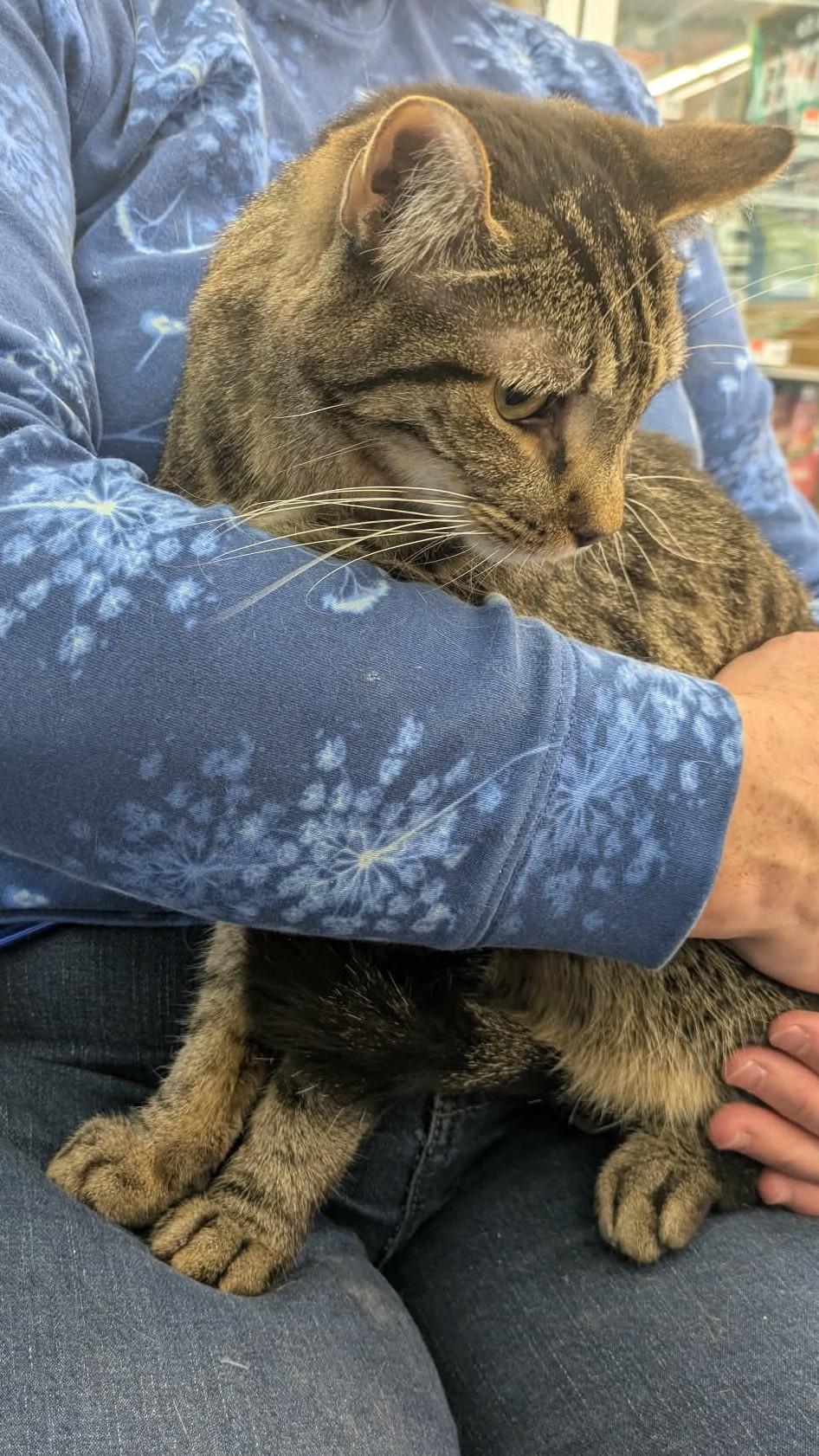 Enlarge Noe, a Adoptable Tabby in Fairborn, OH image 3/6