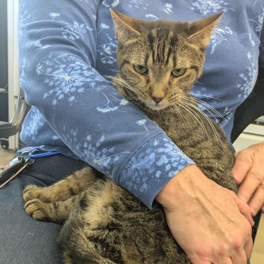 Enlarge Noe, a Adoptable Tabby in Fairborn, OH image 5/6