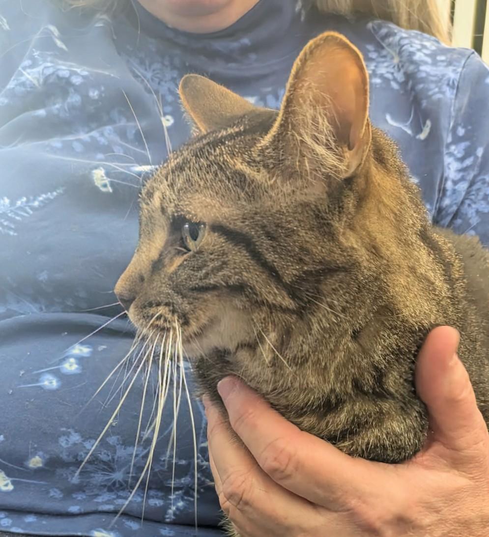 Enlarge Noe, a Adoptable Tabby in Fairborn, OH image 4/6