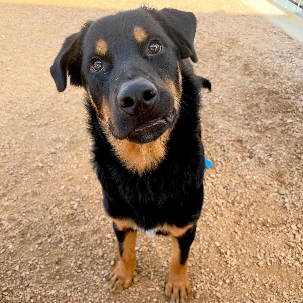 Enlarge Ozo KCAC #734.26, a Adoptable mixed breed in Kerrville, TX image 1/5
