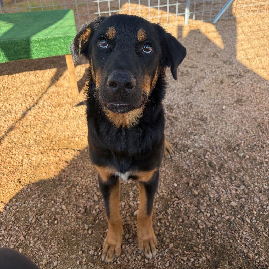 Enlarge Ozo KCAC #734.26, a Adoptable mixed breed in Kerrville, TX image 4/5