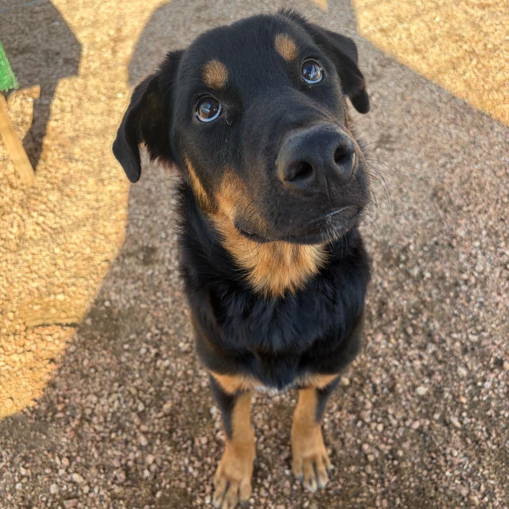 Ozo KCAC #734.26, Adoptable, Young Male Shepherd & Mixed Breed.