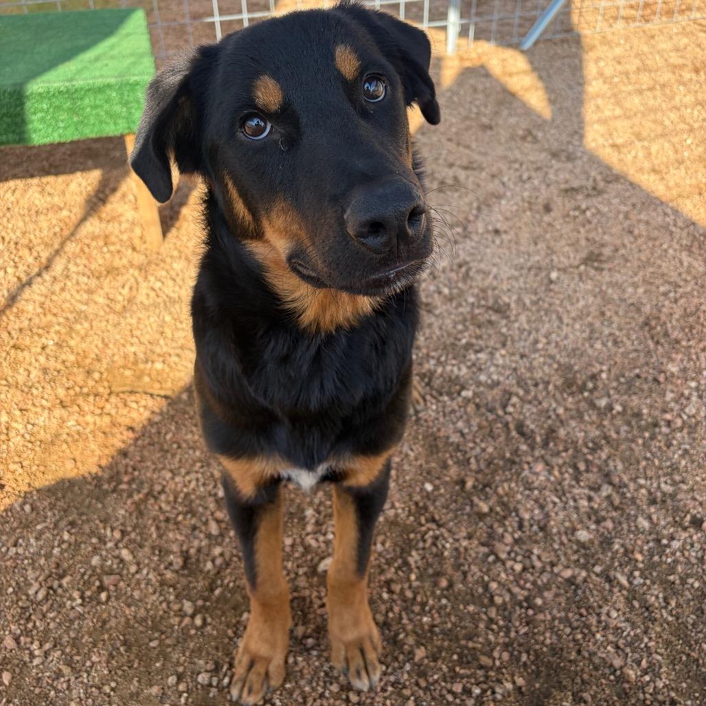 Enlarge Ozo KCAC #734.26, a Adoptable mixed breed in Kerrville, TX image 5/5
