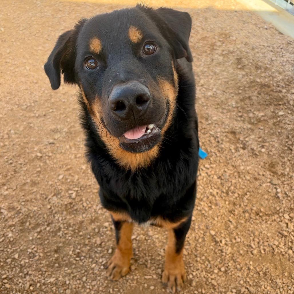 Enlarge Ozo KCAC #734.26, a Adoptable mixed breed in Kerrville, TX image 3/5