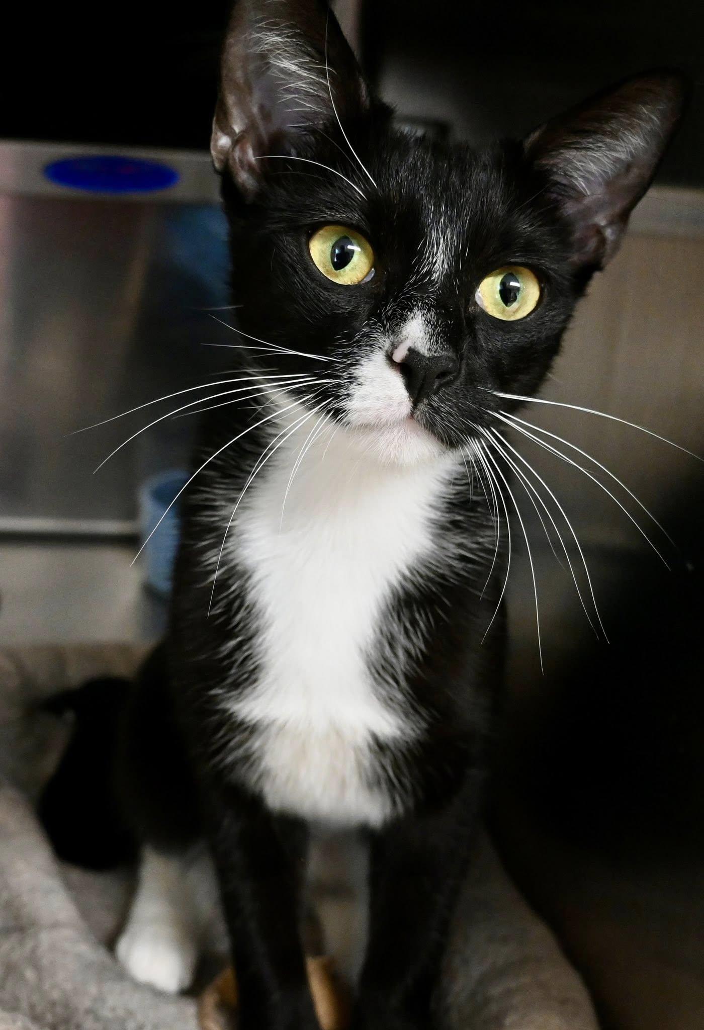 Tracy 1 yr, Adoptable, Young Female Domestic Short Hair.