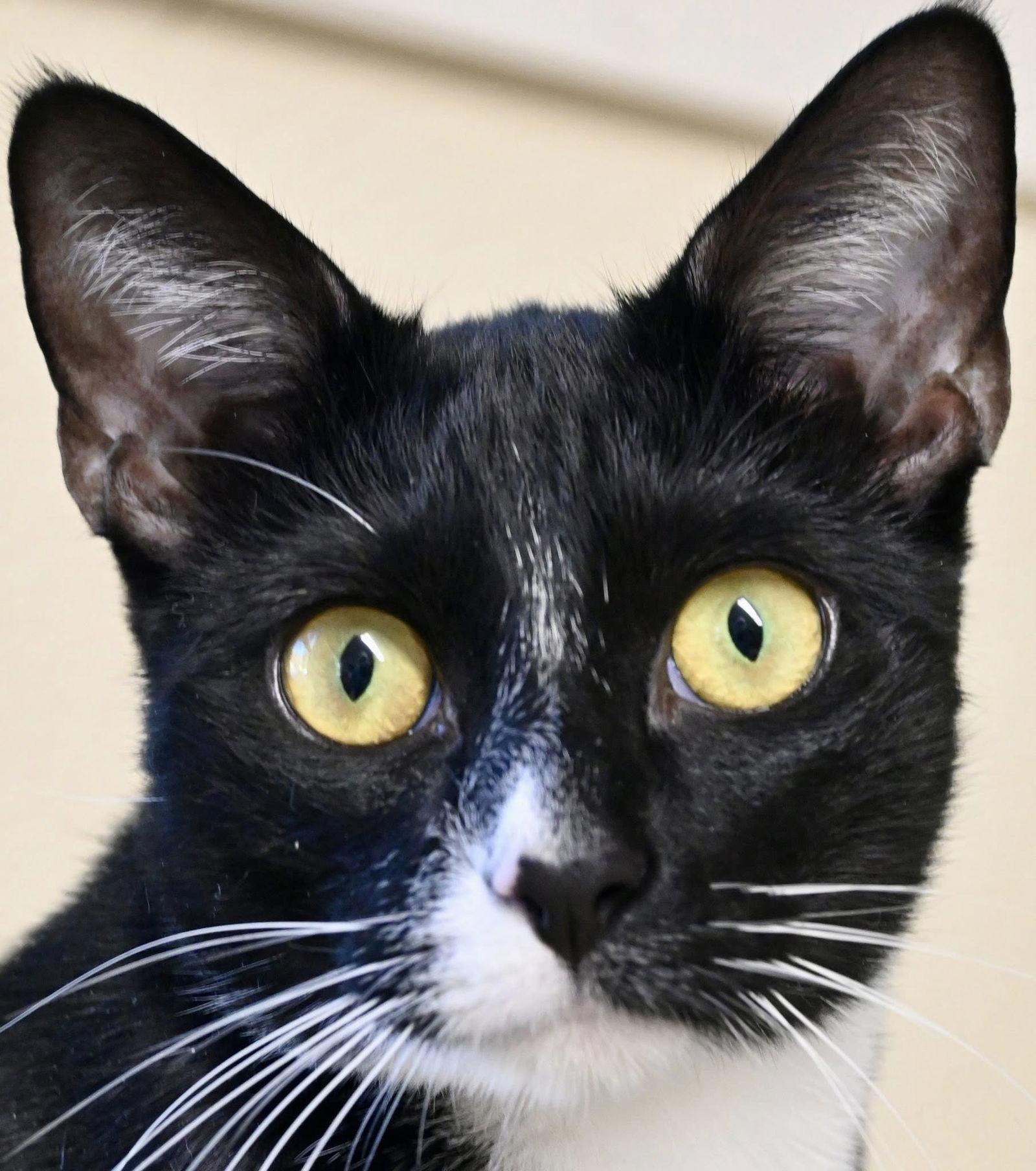 Enlarge Tracy       1 yr, a Adoptable Domestic Short Hair in Sterling, MA image 2/3