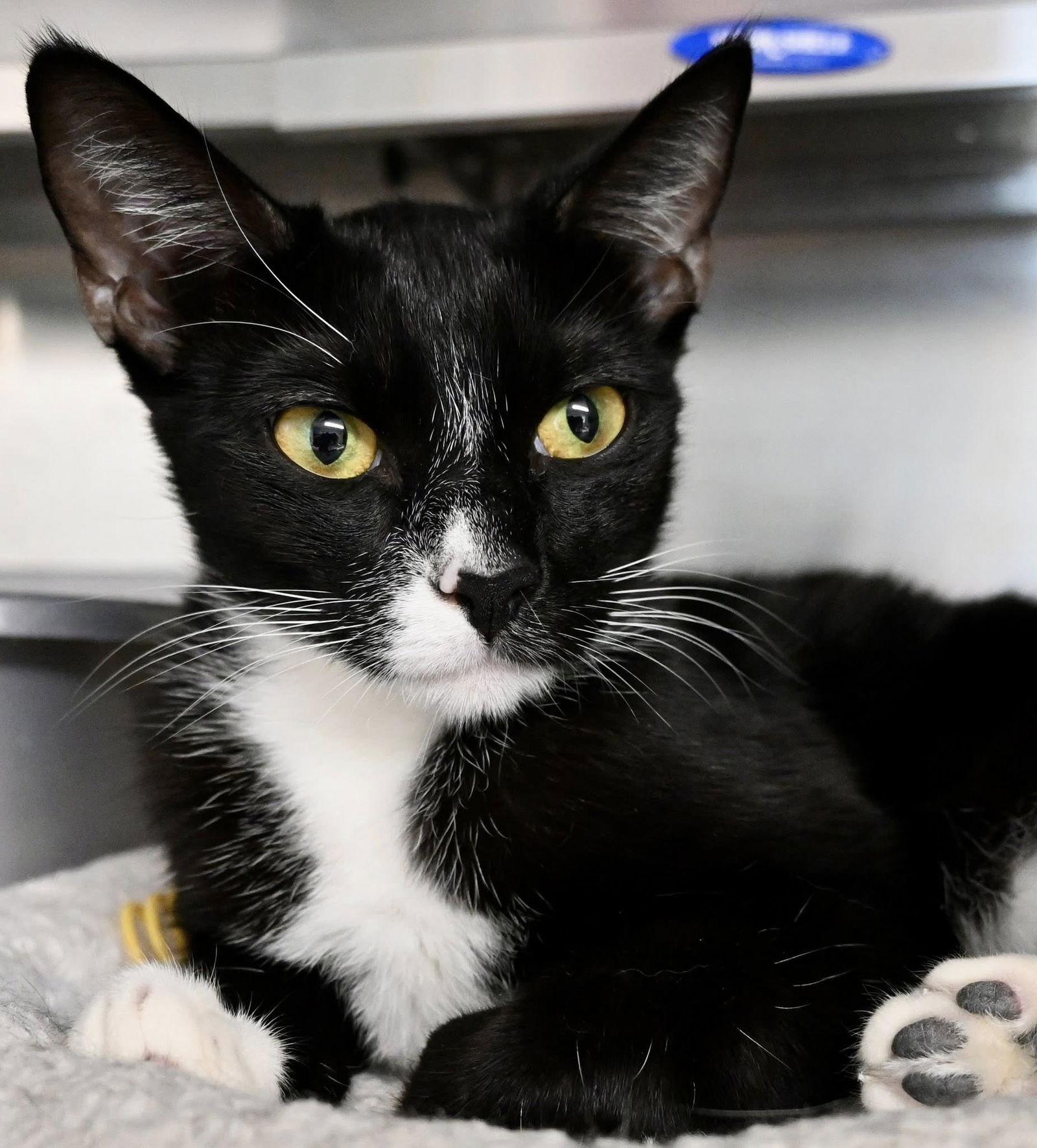 Enlarge Tracy       1 yr, a Adoptable Domestic Short Hair in Sterling, MA image 3/3