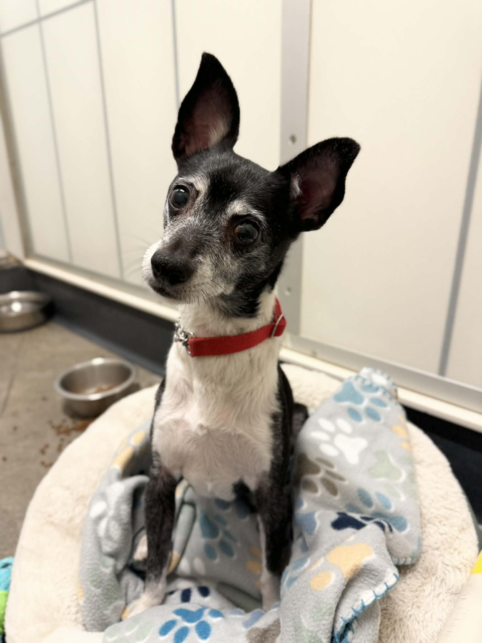 Enlarge Banjo, a Adoptable mixed breed in Elizabethtown, NY image 1/2