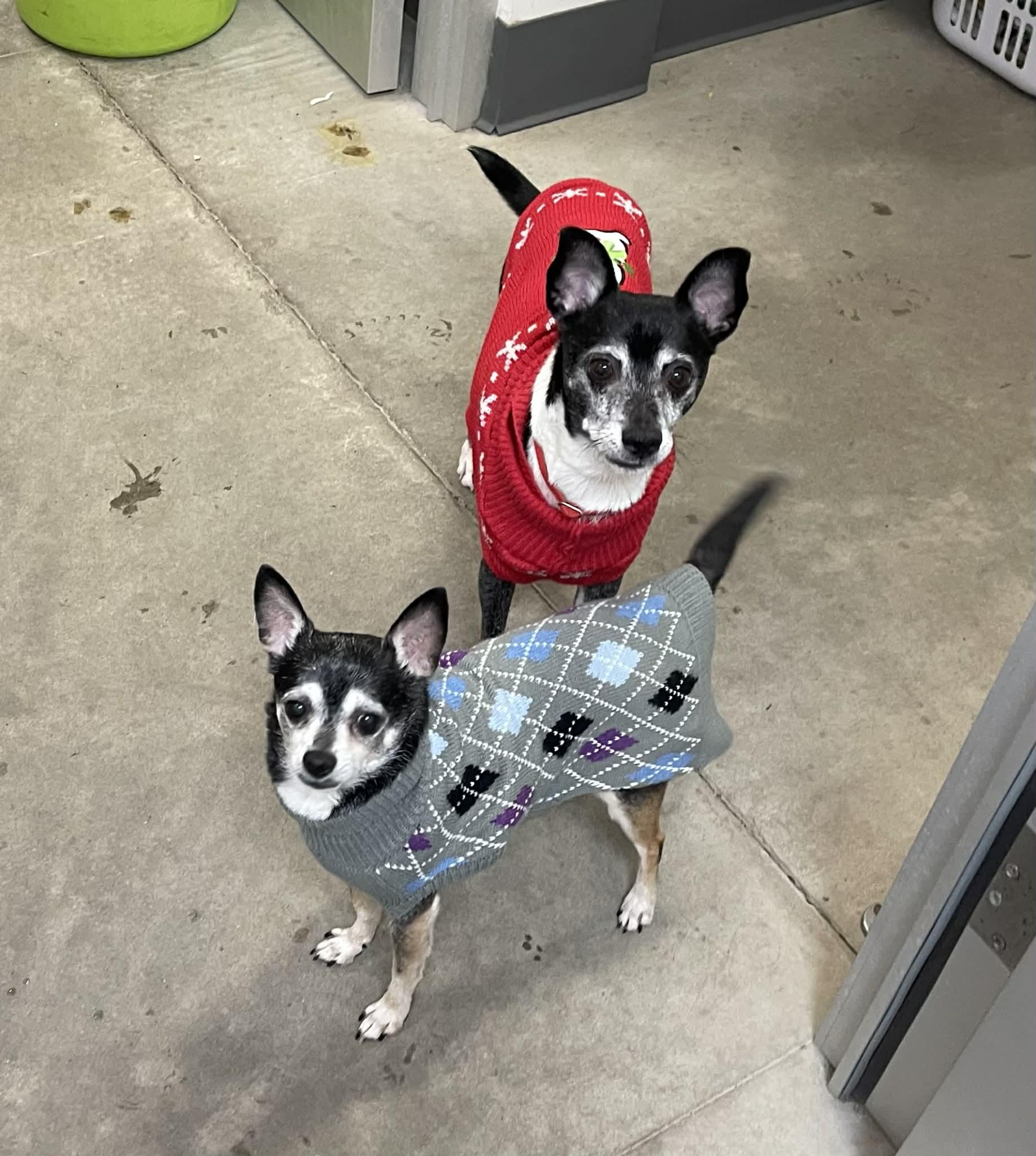 Enlarge Banjo, a Adoptable mixed breed in Elizabethtown, NY image 2/2