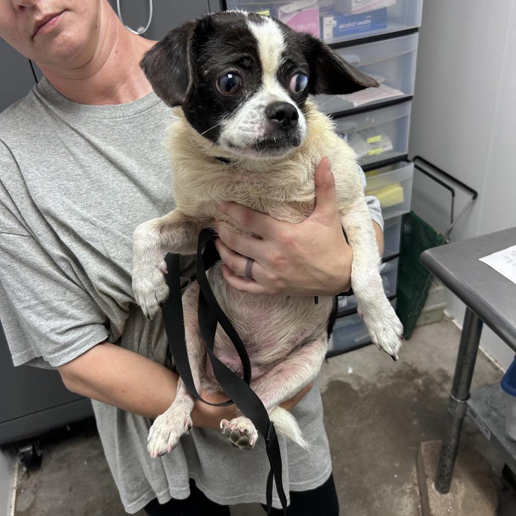 Oreo, Adoptable, Adult Male Pug.