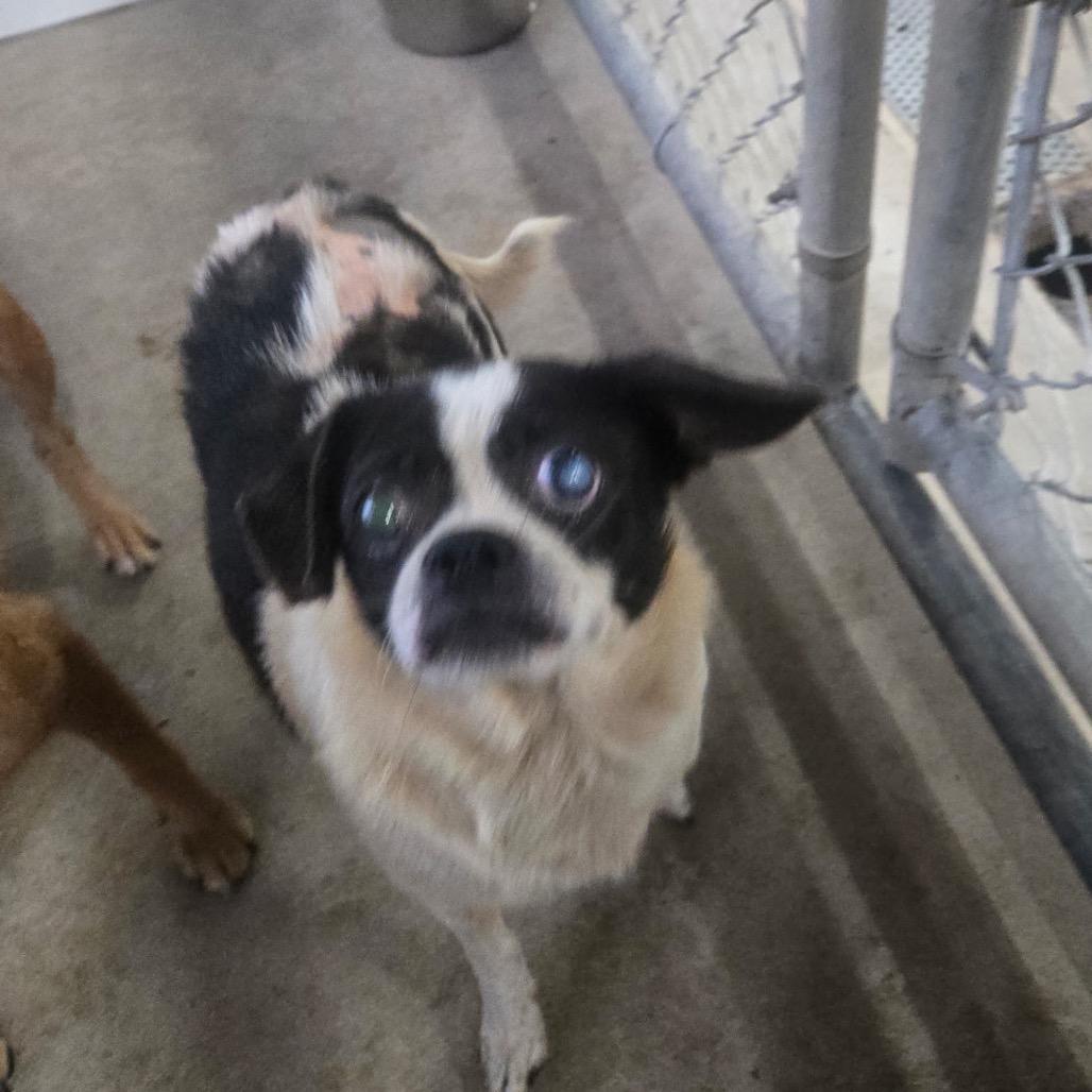 Enlarge Oreo, a Adoptable Pug in Mount Gilead, NC image 2/2