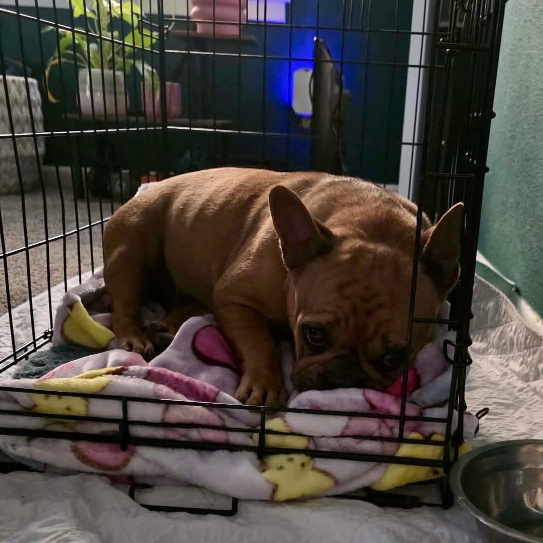 Enlarge Cinnamon , an adopted French Bulldog in Baytown, TX image 6/6