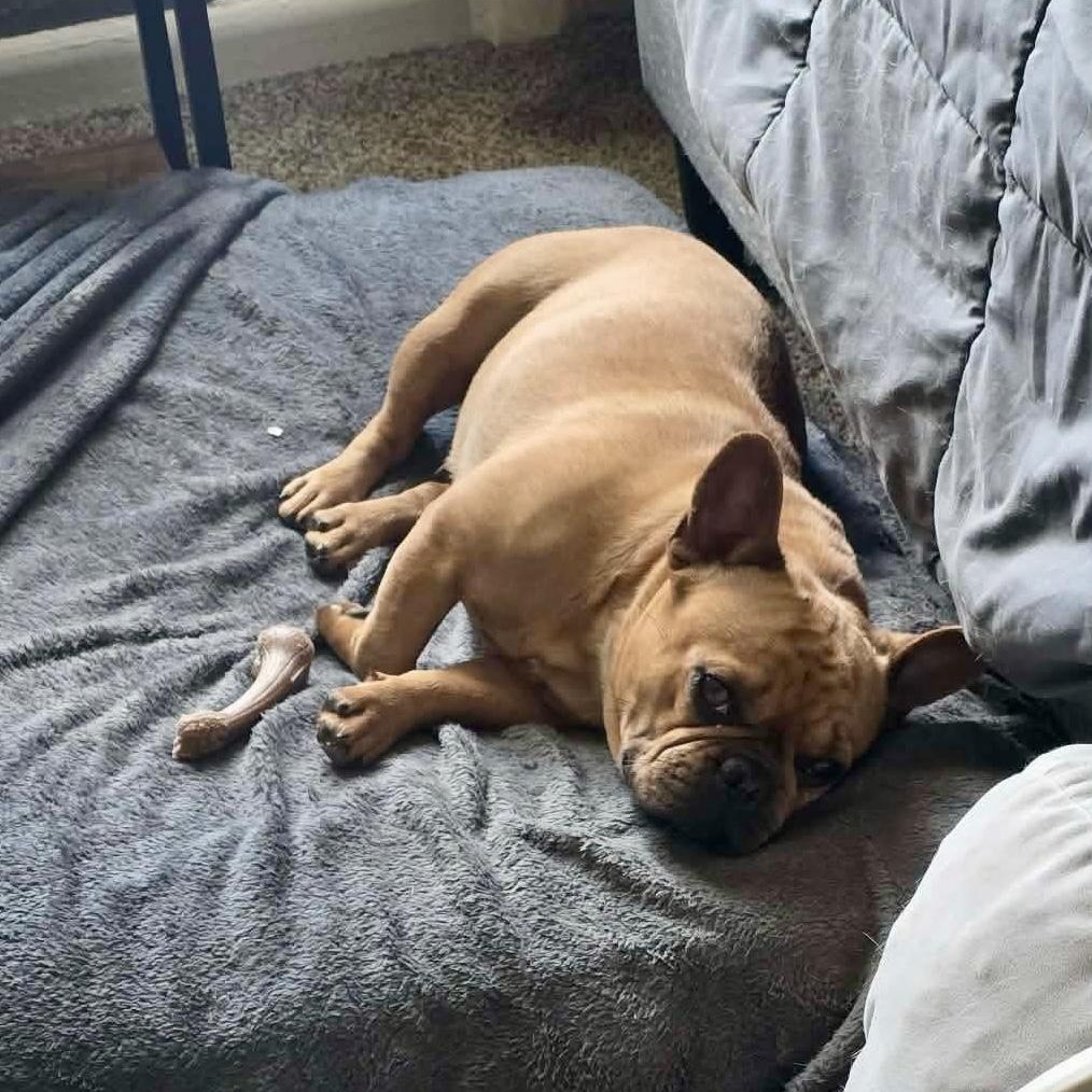 Enlarge Cinnamon , an adopted French Bulldog in Baytown, TX image 4/6