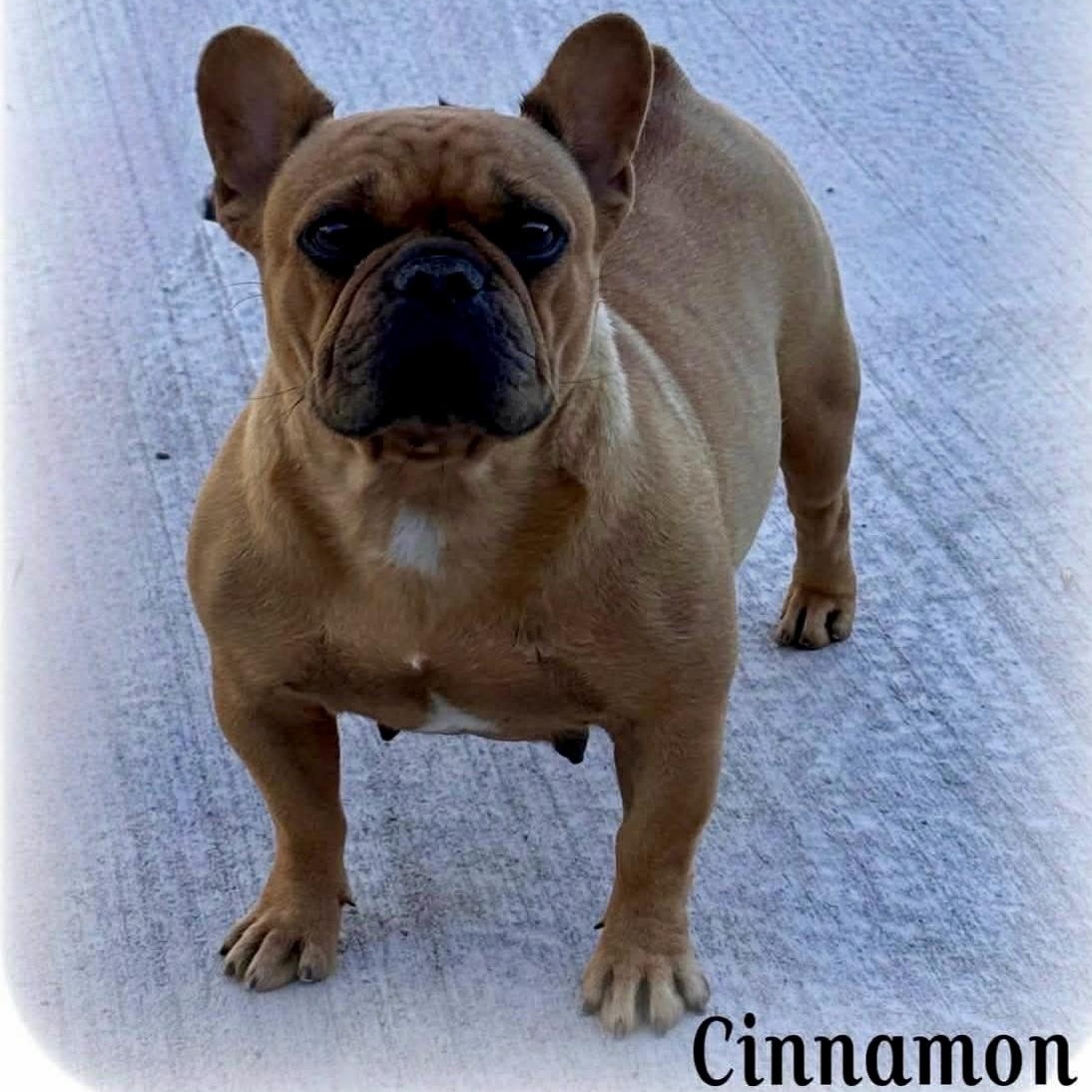 Cinnamon , adopted, Adult Female French Bulldog.