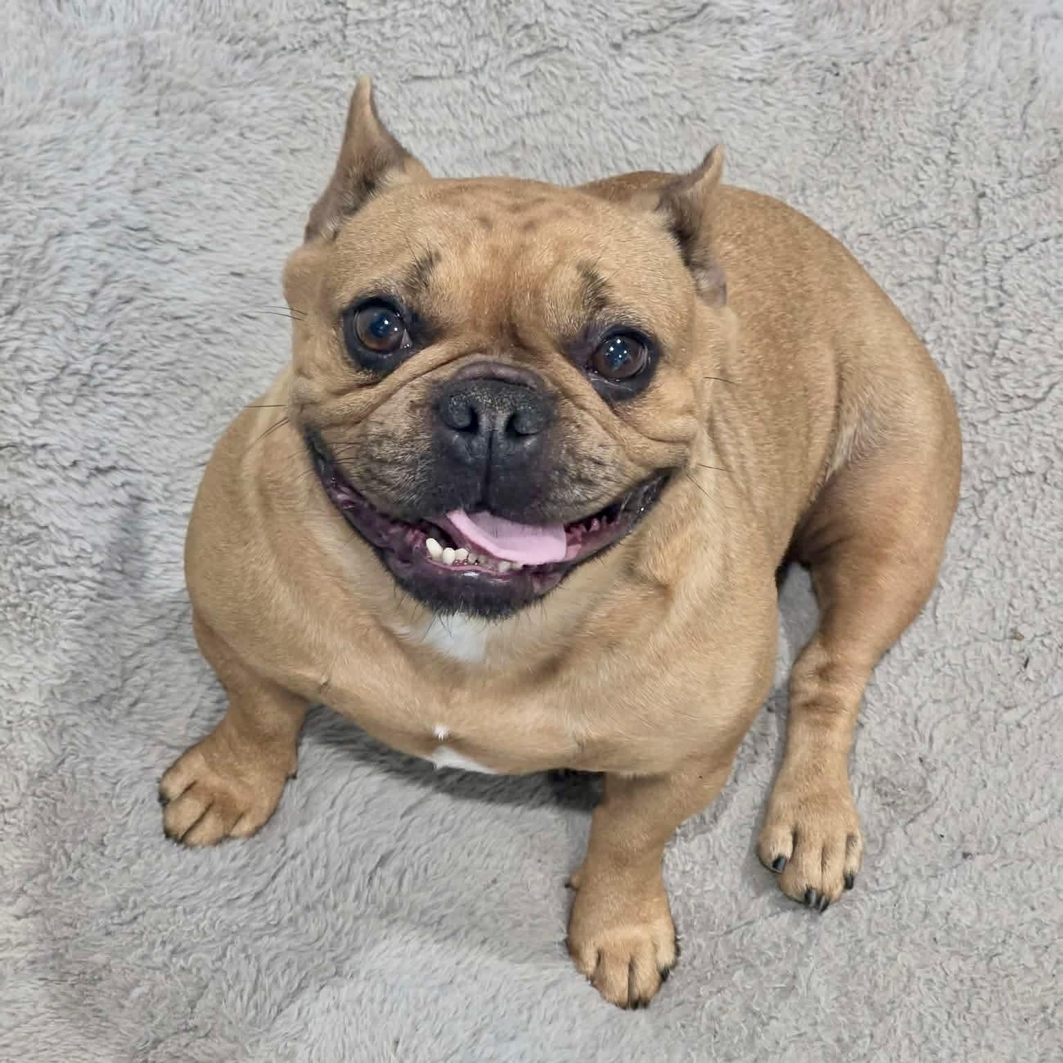 Enlarge Cinnamon , an adopted French Bulldog in Baytown, TX image 2/6