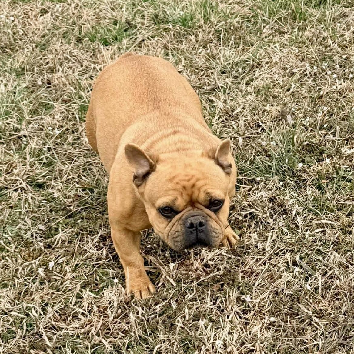 Enlarge Cinnamon , an adopted French Bulldog in Baytown, TX image 3/6