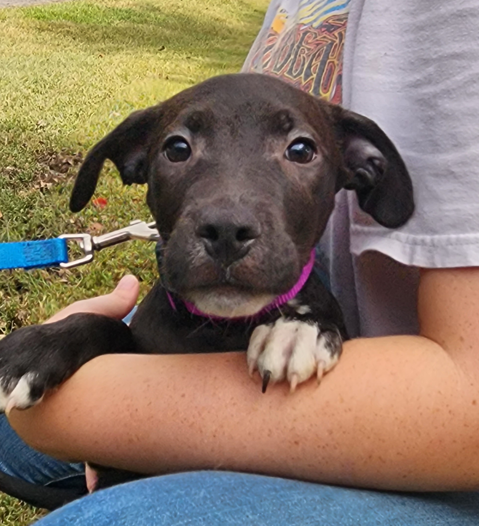 Blossom, a Adoptable mixed breed in Milledgeville, GA image 3/5